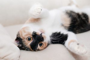 Gato tumbado