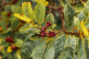 Laurel.